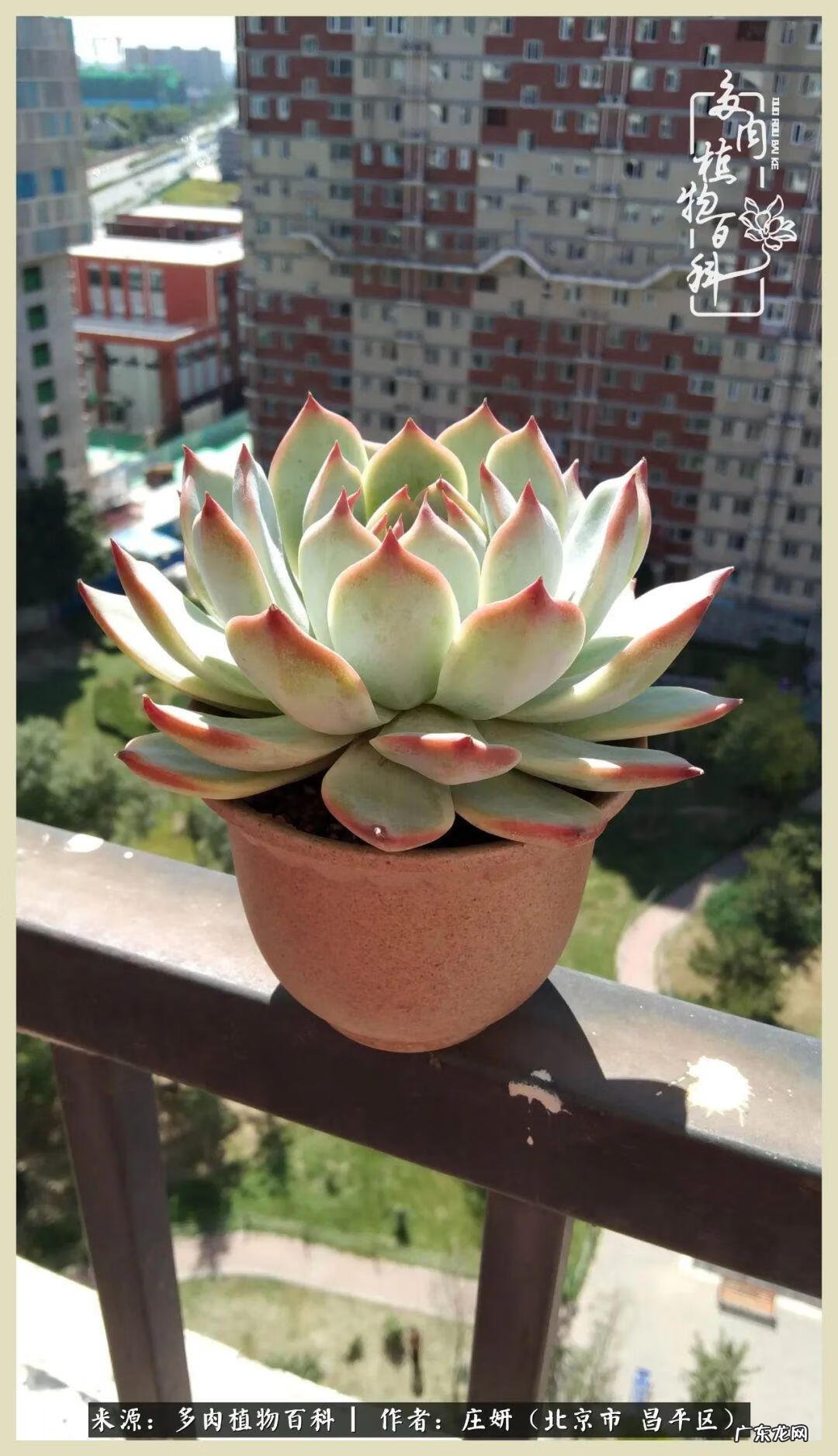 卡莱主教仙人球系列 巨大的仙人球后面在哪里