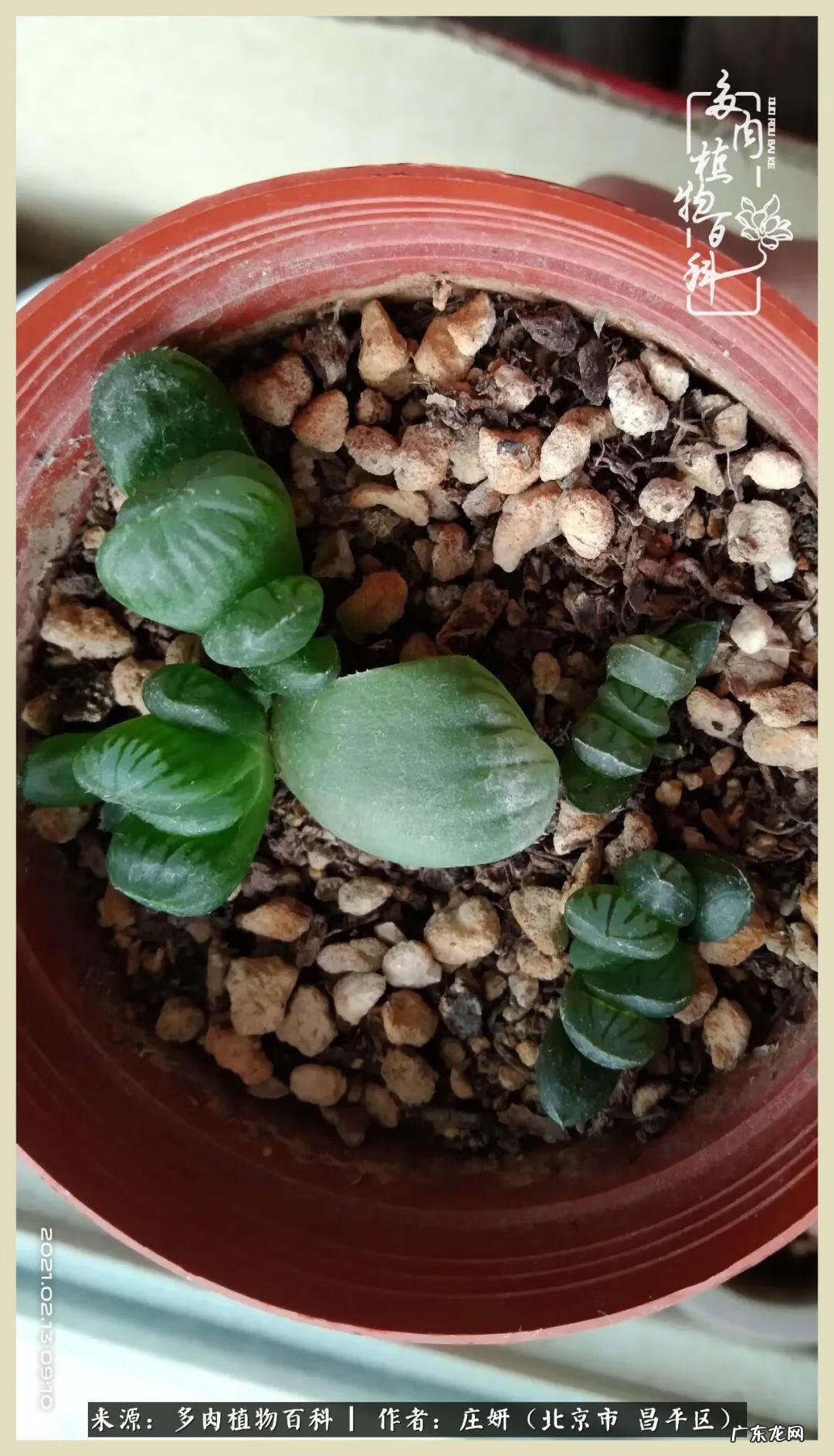 卡莱主教仙人球系列 巨大的仙人球后面在哪里