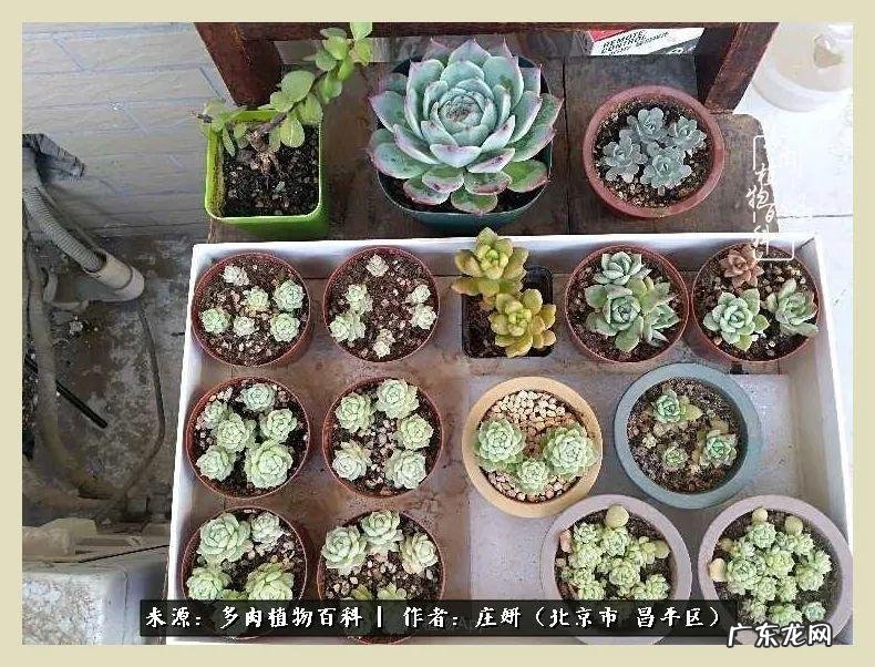 卡莱主教仙人球系列 巨大的仙人球后面在哪里