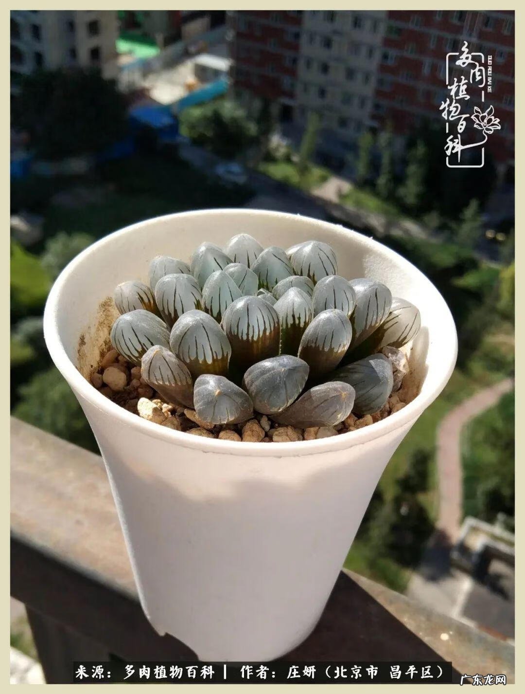 卡莱主教仙人球系列 巨大的仙人球后面在哪里