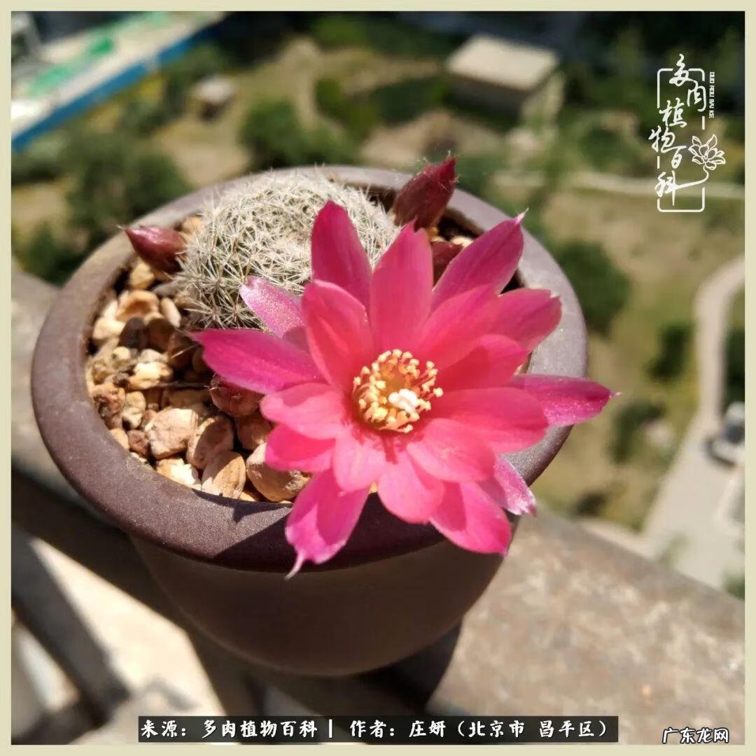 卡莱主教仙人球系列 巨大的仙人球后面在哪里