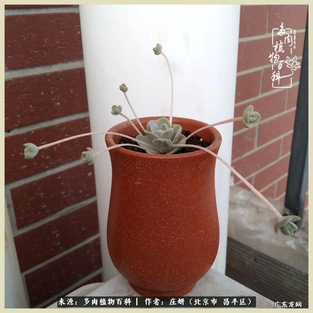 卡莱主教仙人球系列 巨大的仙人球后面在哪里