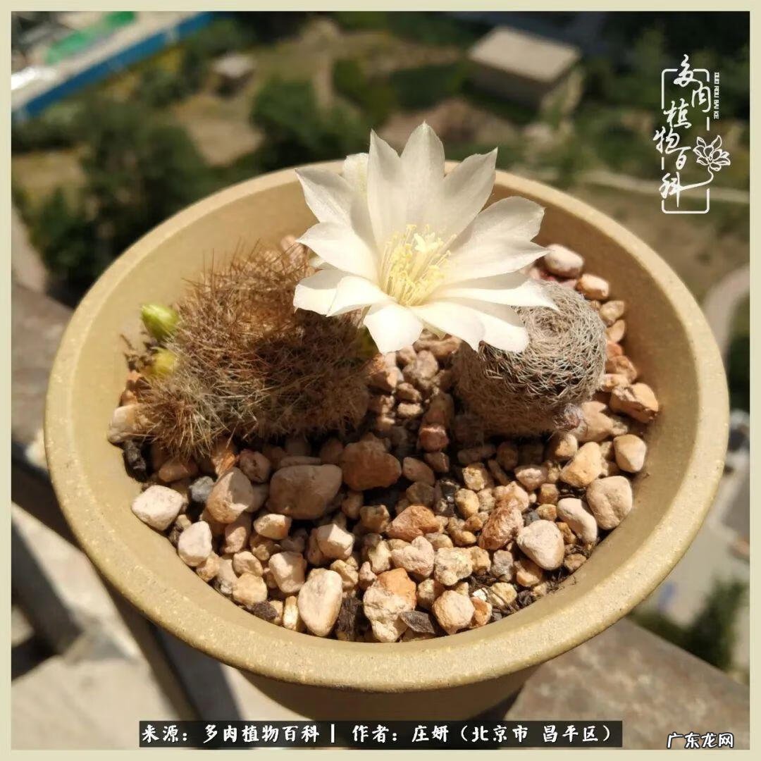 卡莱主教仙人球系列 巨大的仙人球后面在哪里