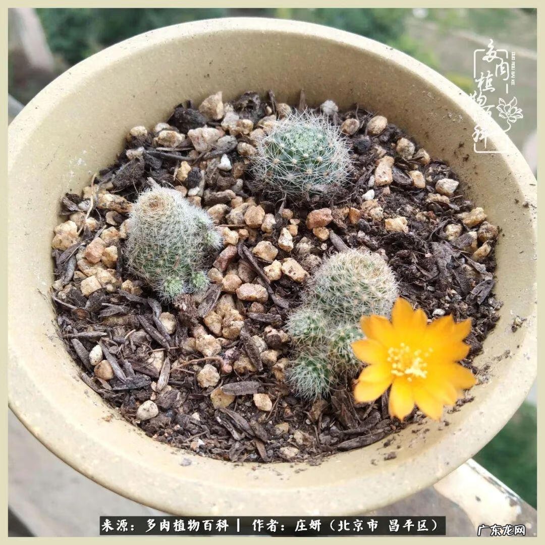 卡莱主教仙人球系列 巨大的仙人球后面在哪里