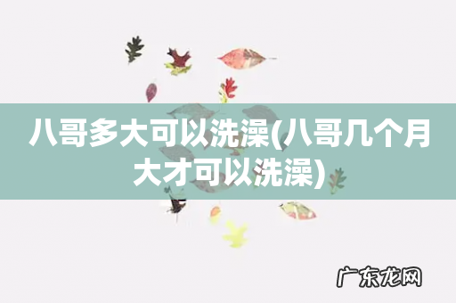 八哥几个月大才可以洗澡 八哥多大可以洗澡