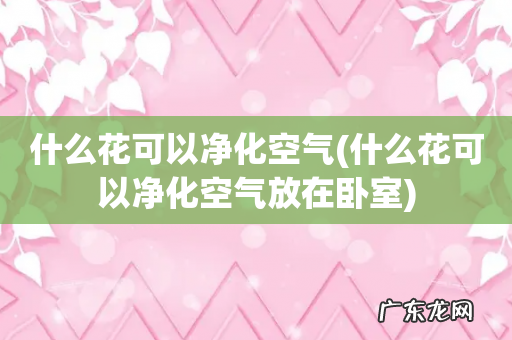 什么花可以净化空气放在卧室 什么花可以净化空气