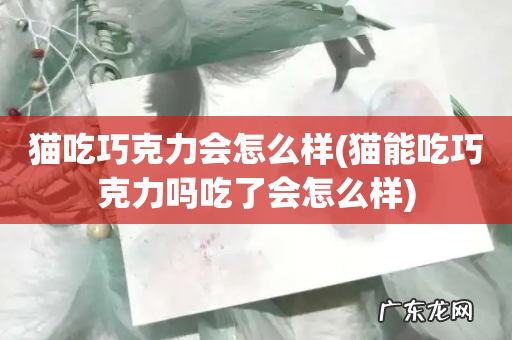 猫能吃巧克力吗吃了会怎么样 猫吃巧克力会怎么样