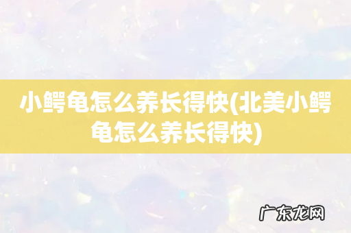 北美小鳄龟怎么养长得快 小鳄龟怎么养长得快