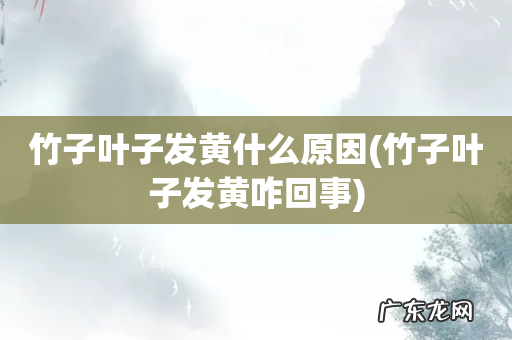 竹子叶子发黄咋回事 竹子叶子发黄什么原因