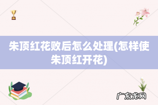 怎样使朱顶红开花 朱顶红花败后怎么处理