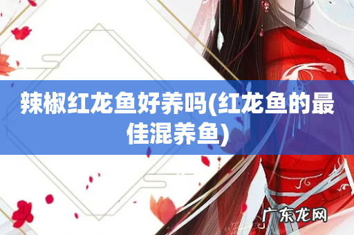 红龙鱼的最佳混养鱼 辣椒红龙鱼好养吗