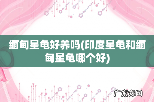 印度星龟和缅甸星龟哪个好 缅甸星龟好养吗