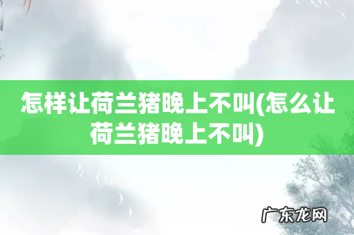 怎么让荷兰猪晚上不叫 怎样让荷兰猪晚上不叫
