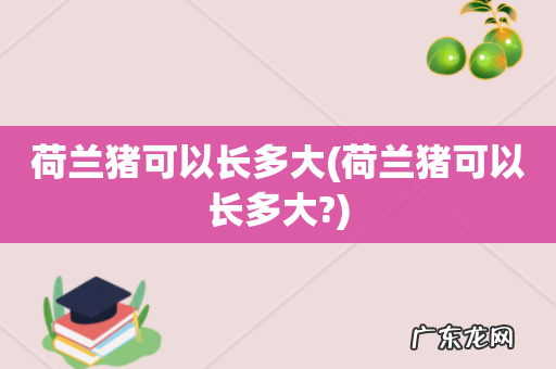 荷兰猪可以长多大? 荷兰猪可以长多大