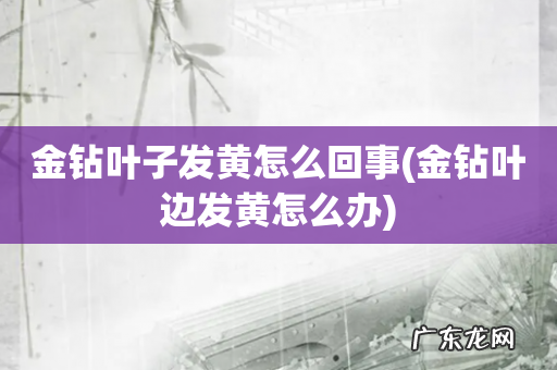 金钻叶边发黄怎么办 金钻叶子发黄怎么回事