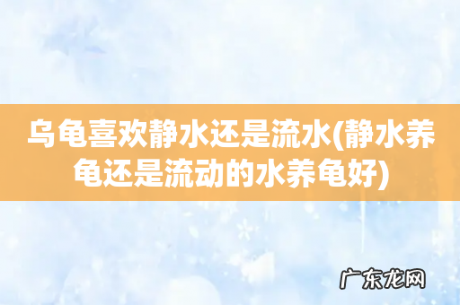 静水养龟还是流动的水养龟好 乌龟喜欢静水还是流水