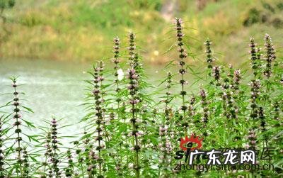 益母草冲剂的功效与作用及食用方法 益母草冲剂的作用及功效