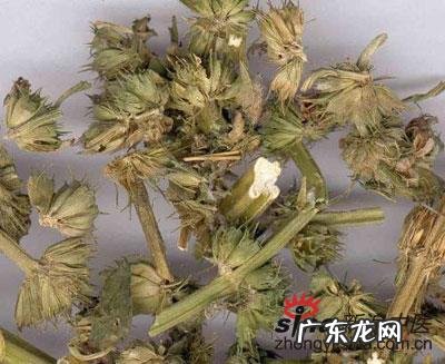 益母草冲剂的功效与作用及食用方法 益母草冲剂的作用及功效