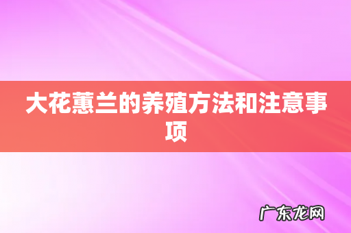 大花蕙兰的养殖方法和注意事项