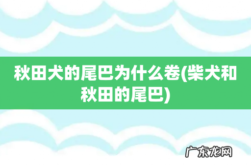 柴犬和秋田的尾巴 秋田犬的尾巴为什么卷