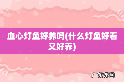 什么灯鱼好看又好养 血心灯鱼好养吗