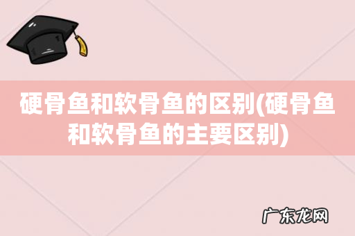 硬骨鱼和软骨鱼的主要区别 硬骨鱼和软骨鱼的区别