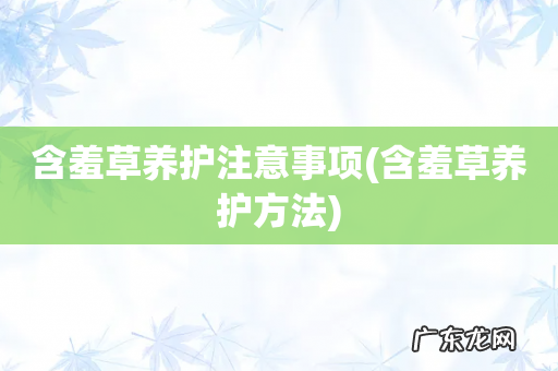 含羞草养护方法 含羞草养护注意事项