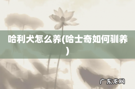 哈士奇如何驯养 哈利犬怎么养