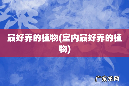 室内最好养的植物 最好养的植物