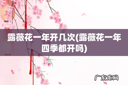 露薇花一年四季都开吗 露薇花一年开几次