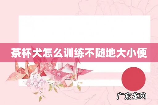 茶杯犬怎么训练不随地大小便