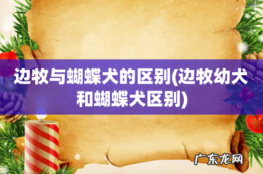 边牧幼犬和蝴蝶犬区别 边牧与蝴蝶犬的区别