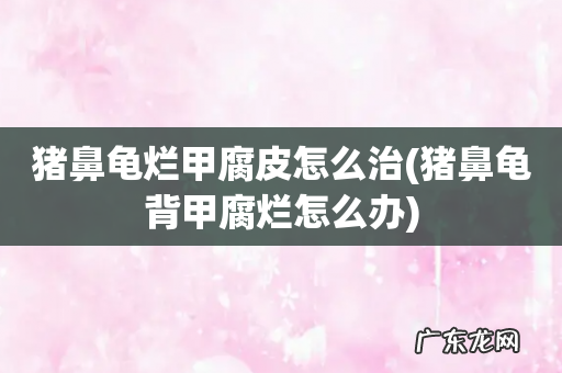 猪鼻龟背甲腐烂怎么办 猪鼻龟烂甲腐皮怎么治