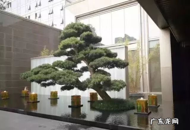 园林树木开花类型有 适合庭院种植的树木风水