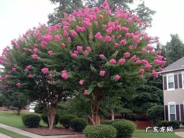 园林树木开花类型有 适合庭院种植的树木风水