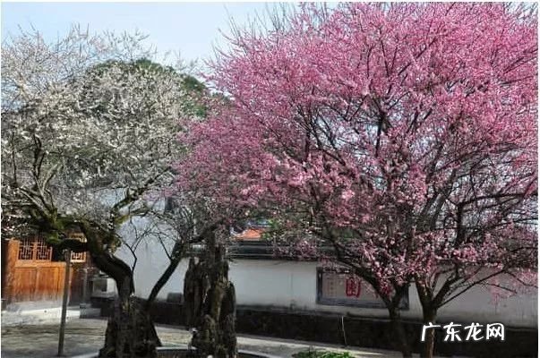 园林树木开花类型有 适合庭院种植的树木风水