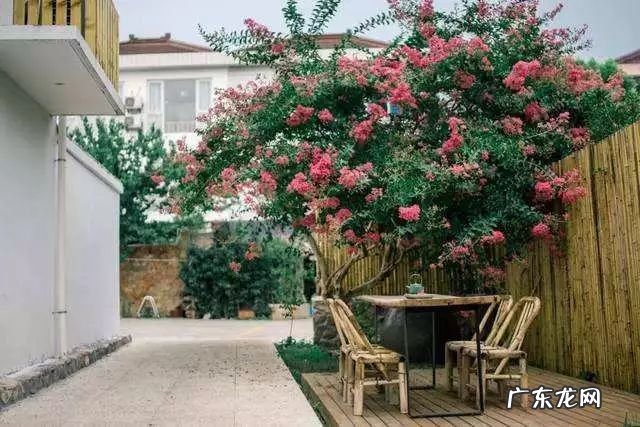 园林树木开花类型有 适合庭院种植的树木风水