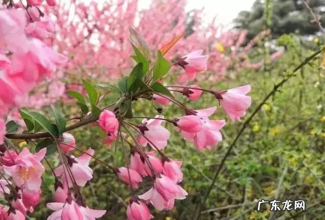 园林树木开花类型有 适合庭院种植的树木风水