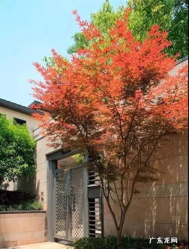 园林树木开花类型有 适合庭院种植的树木风水