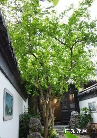 园林树木开花类型有 适合庭院种植的树木风水