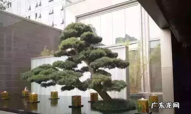 园林树木开花类型有 适合庭院种植的树木风水