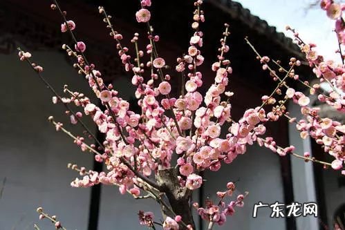 园林树木开花类型有 适合庭院种植的树木风水