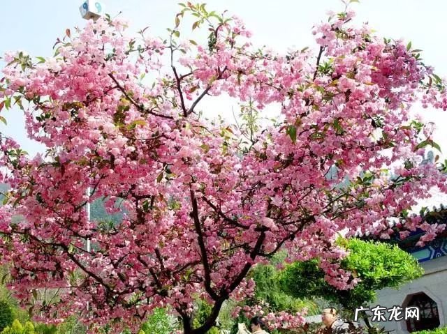 园林树木开花类型有 适合庭院种植的树木风水