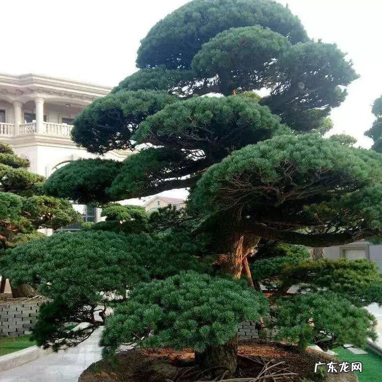 园林树木开花类型有 适合庭院种植的树木风水