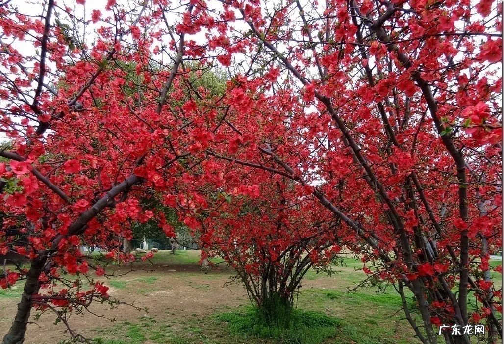 园林树木开花类型有 适合庭院种植的树木风水