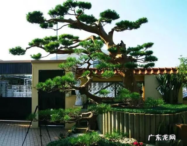 园林树木开花类型有 适合庭院种植的树木风水