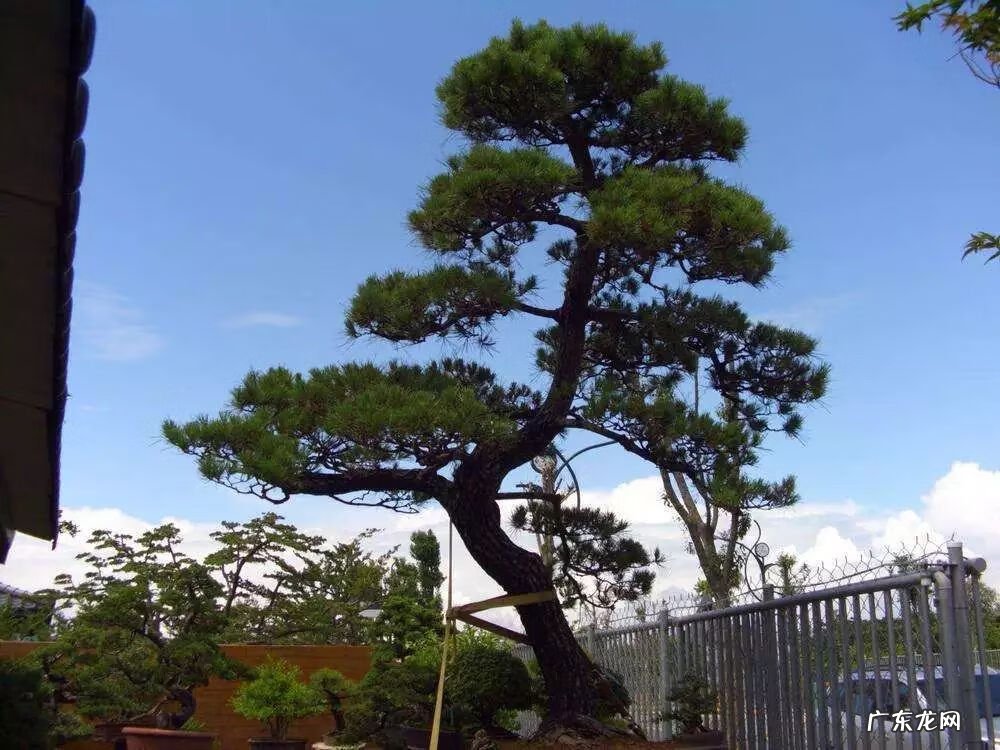 园林树木开花类型有 适合庭院种植的树木风水