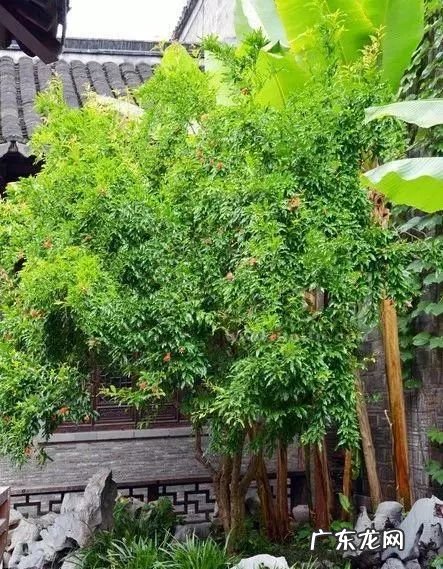 园林树木开花类型有 适合庭院种植的树木风水