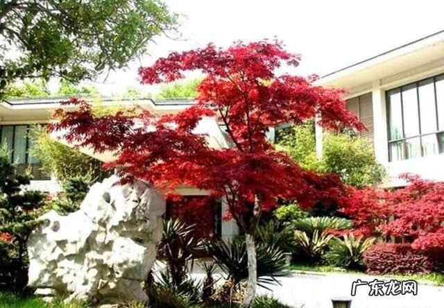 园林树木开花类型有 适合庭院种植的树木风水