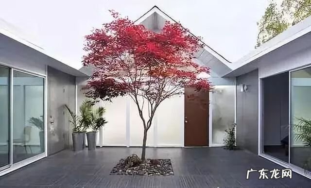 园林树木开花类型有 适合庭院种植的树木风水